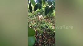 Hapless pet dog cries for help after getting stuck up tree