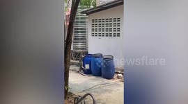 Wild monitor lizard climbs trash can to search for food