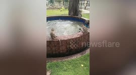 Monkey troop cool off by splashing around in fountain on hot day