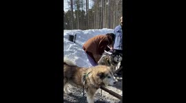 Never too cold for sled dogs who somehow make winter in Canada more bearable