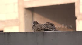 A restless hungry baby bird disrupts a peaceful moment as this family relaxes on a wall at the back of my house.