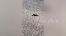 Kind pedestrian rescues kitten stuck on road