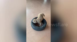 Funny dog sits inside tire while carrying it