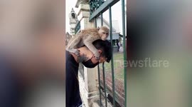 Naughty monkey refuses to let go of local’s head