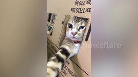 Protective cat makes owners stay clear of tiny nest box that kept his kittens