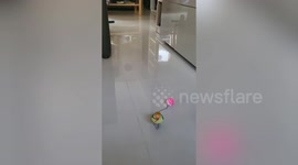 Playful pet parrot drags rattling bell ball in living room