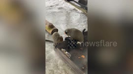 Mother and baby De Brazza's monkey eats peanuts from plastic bottle in Japan