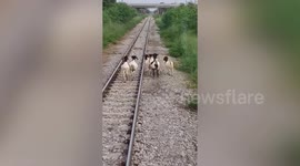 Pack of baby goats hilariously run on train tracks, disrupt train