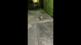 Cat with a tilted head makes miraculous recovery after fight injury: Pekanbaru, Indonesia