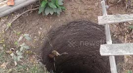 Race Against Time: Heroic Rescuer Saves Six-Foot Cobra Trapped in Abandoned Well in Eastern India.