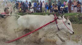 Incredibly fun-looking cow race in muddy fields celebrates the end of the harvest season in Indonesia