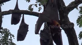 Thousands of bats gather in Indonesian tree