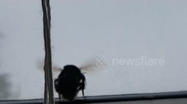 Big Bumble bee buzzing about as it came flying in the window this morning