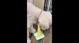 Amazing dog triumphs in the ring toss game with zero mistakes