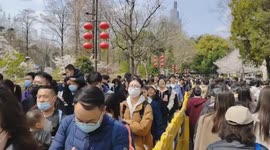 Cherry Blossoms Tour In Nanjing, China