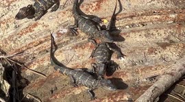 Baby alligators sunbath in a Florida ditch waiting for their mommy!!