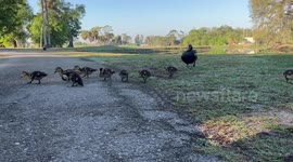 A family of ducks and there mom are looking for food at a local Florida golf course!!