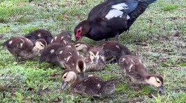 A  bunch of little ducklings and mom are eating like there's no tomorrow!!!