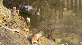 Large gator stalks food for her little ones who are hanging around waiting for lunch!!!