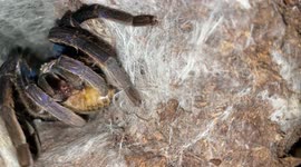 Nearly blind cobalt blue tarantula attacks prey with impressive, lightning-fast speed