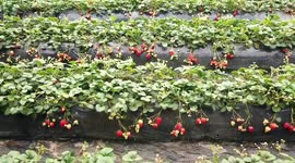 Tourists Pick Strawberries In Zhangjiakou, China