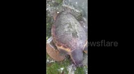 Endangered loggerhead sea turtle surfaces lifeless on Turkish beach