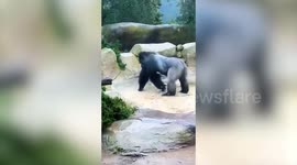 Adorable video shows gorilla playing in the rain at his home in Santa Barbara Zoo