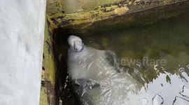Massive manatee amusingly rolls upside down to drink fresh water drop-by-drop
