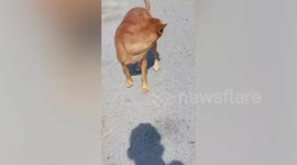 Hero passerby helps dog with fishing hook stuck in its mouth
