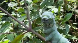 Chubby caterpillar that looks like dragon stares at hiker in Thailand