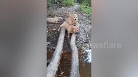 Adorable pack of puppies appear incredibly confused while trying to cross river