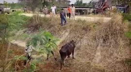 Farmers rescue stuck cow from ditch using excavator