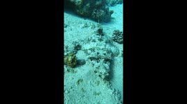 Diver spots a slick crocodile fish while swimming in Shark's Bay