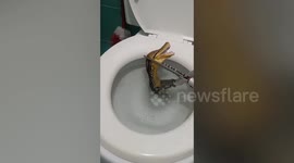 Horrified family finds 12ft-long python in their TOILET