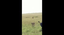 Lion jumps on to buffalo mum's back as pride hunt her and calf