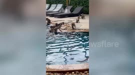Playful wild monkeys take over hotel swimming pool in Thailand