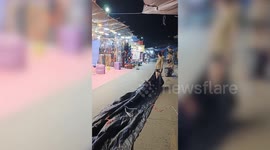 Pet dog skateboards through market impressing passing shoppers