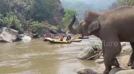 Friendly wild elephant waves at river-rafting tourists