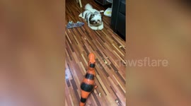 Jumpy pet Shih Tzu barks at T-Rex dinosaur toy