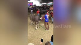 Sleepy buffalo naps on farmer's shoulder at cattle show
