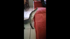 'I've got a pet crocodile – she sleeps in my bed,' says man, 29, with collection of exotic pets Part 1/4