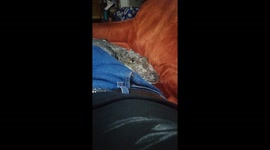 'I've got a pet crocodile – she sleeps in my bed,' says man, 29, with collection of exotic pets Part 4/4
