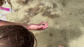 This hermit crab couldn't find a shell so it used a leaf as makeshift shelter