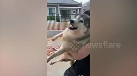Pet owner carries pampered Siberian Husky across thick mud