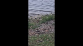 Camouflaged python snatches seagull just metres in front of families