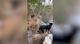 Hero local climbs down steep reservoir bank to save stray dog stuck in water