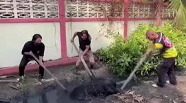 Rescue teams save heavy boar stuck in muddy ditch