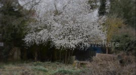 Bees feeding on a Cherry Plum Tree in March and taking back pollen and nectar to their hives in our garden.