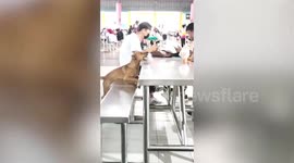 Adorable stray dog joins students on their canteen lunch table