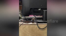 Two little mice fight on student's computer desk